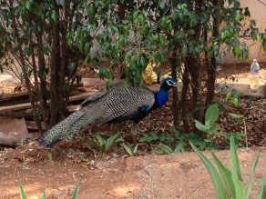 Wild Peacock!